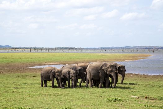 Kaudulla National Park, Sri Lanka - August 16, 2018: A herd of elephants at a lake in Kaudulla National Park