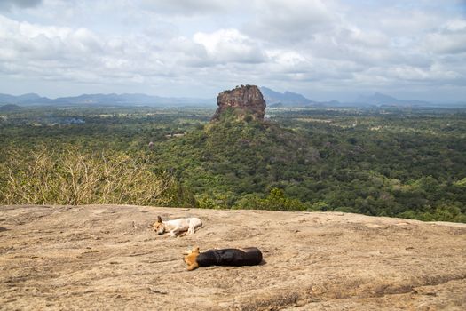 Sigiriya, Sri Lanka - August 17, 2018: Two dogs on Pidurangala Rock with the Lion Rock in the distance