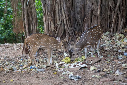 Trincomalee, Sri Lanka - August 23, 2018: Two deer eating garbage inside Fort Fredrick