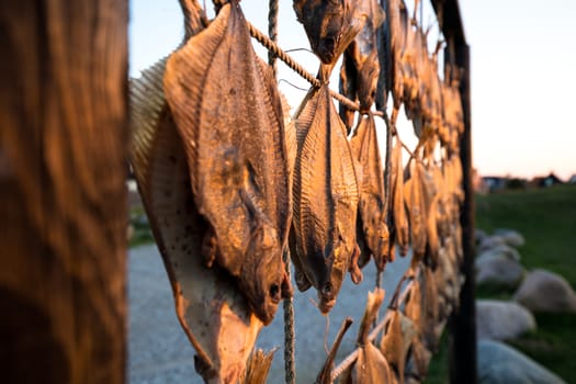 Fish hanging to dry at the beach in Liseleje, Denmark.