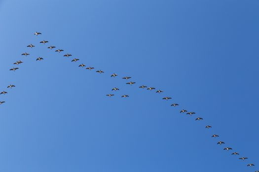 Copenhagen, Denmark - October 11, 2018: A flock of wild geese flying in formation.