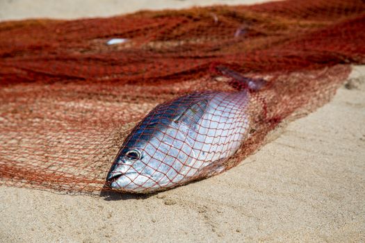 A single dead fish in a fishing net on a sandy beach.