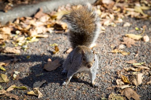 Closeup of a squirrel in a public park in New York City