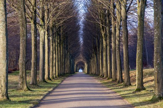 A tree alley in the park at Fredensborg Palace in Denmark
