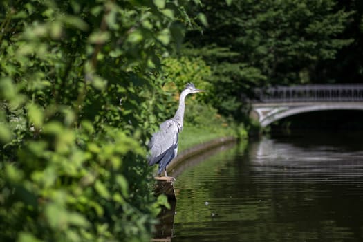 A grey heron in Frederiksberg Park in Denmark