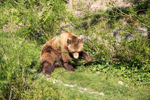 A brown bear in the Bear Park in the swiss city of Bern.