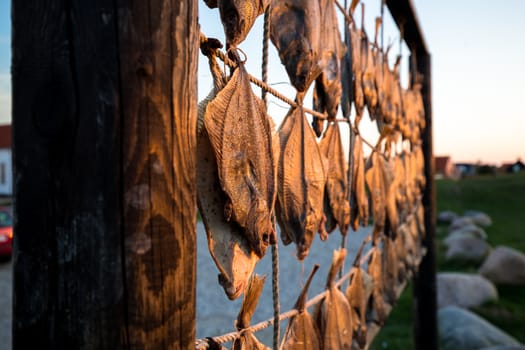 Fish hanging to dry at the beach in Liseleje, Denmark.