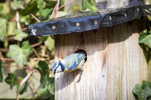 Close-up of a blue tit leaving a birdhouse