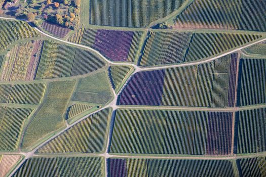 Aerial view of vineyards during autumn in Baden-Wurttemberg in Southern Germany.