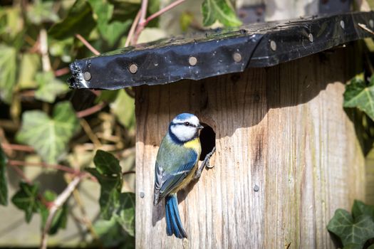 Close-up of a blue tit at a birdhouse