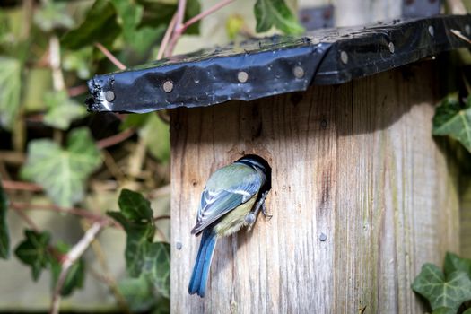 Close-up of a blue tit entering a birdhouse