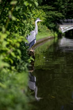 A grey heron in Frederiksberg Park in Denmark