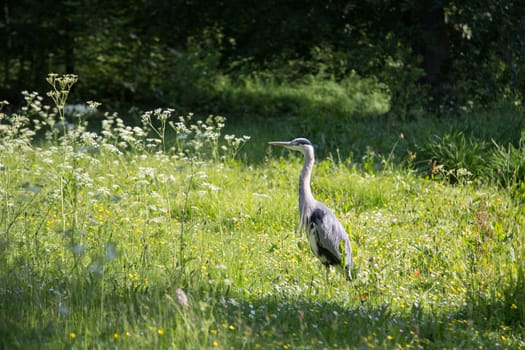 Grey Heron in Frederiksberg Park in Denmark