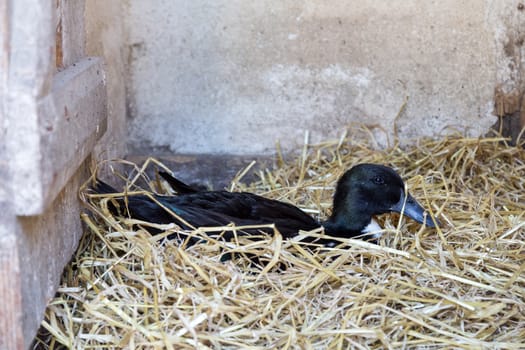 Close-up of a black Swedish duck sitting in straw