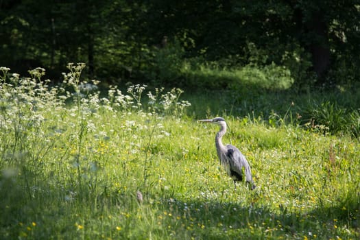 Grey Heron in Frederiksberg Park in Denmark