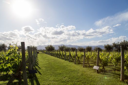 Beautiful green vineyard in Mendoza Region in Argentina