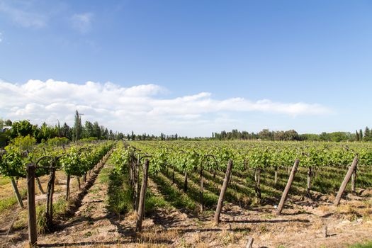 Beautiful green vineyard in Mendoza Region in Argentina