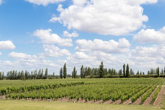 Beautiful green vineyard in Mendoza Region in Argentina