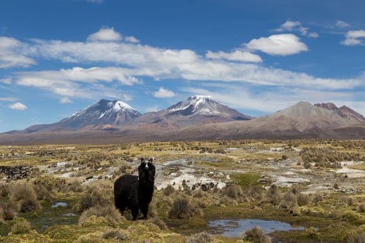 Photograph of one lama looking at the camera in Sajama National Park, Bolivia.