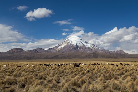 Photograph of the highest mountain in Bolivia Mount Sajama with a group of lamass and alpacas in front.