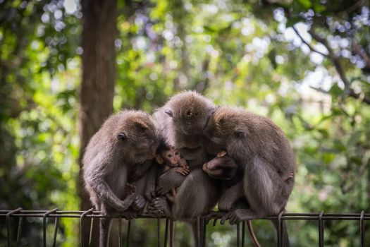 Ubud, Indonesia: Photograph of a monkey family sitting on a fence in the sacred monkey forest.
