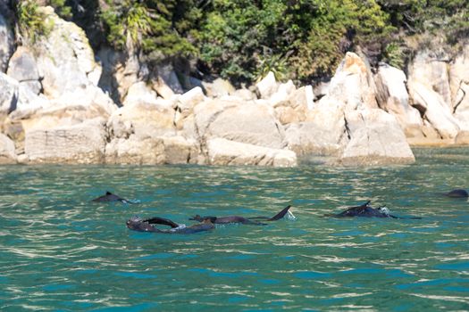 Swimming playful seals in Abel Tasman National Park on the South Island in New Zealand