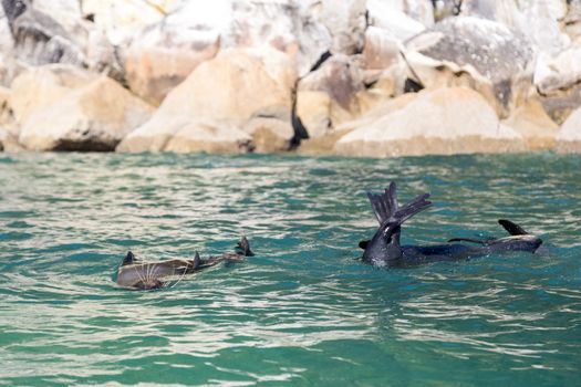 Swimming playful seals in Abel Tasman National Park on the South Island in New Zealand