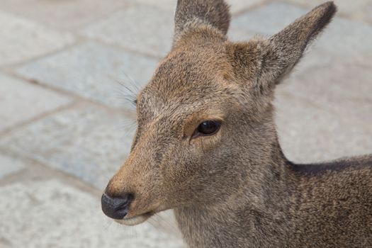 Close-up of tame deer in the public Nara Park in Japan