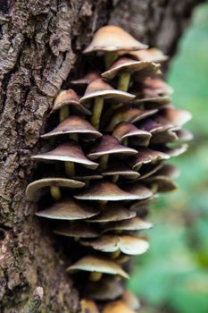 A group of mushrooms growing out of a tree.