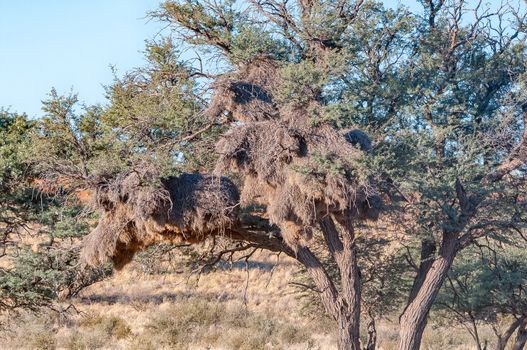 A communal bird nest in a camel-thorn tree in the arid  Kgalagadi