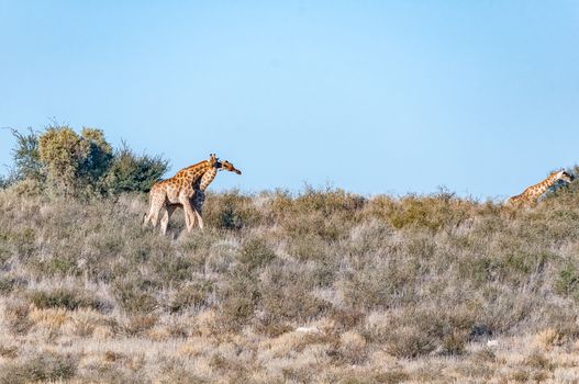 Necking South African giraffes on a hill in the arid Kgalagadi