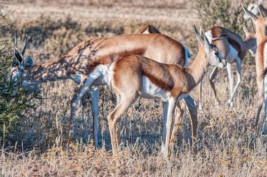 A springbok ewe and fawn in the arid Kgalagadi