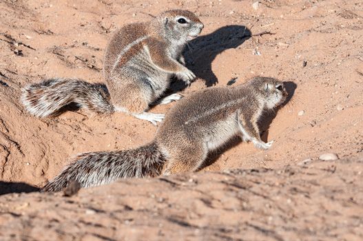 Two cape ground squirrels, Xerus inauris, in the arid Kgalagadi