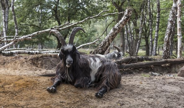 male goat with big horns laying ont he ground in a great forest in nature are maasduinen in holland