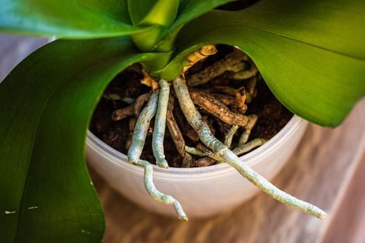 Young and healthy roots of phalaenopsis orchid in flower pot. Transplanting plants, home gardening, plant care concept.