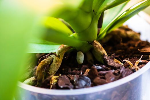 Young and healthy roots of phalaenopsis orchid in flower pot. Transplanting plants, home gardening, plant care concept.