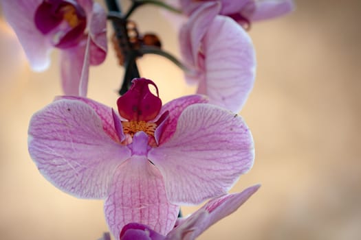 Beautiful delicate Phalaenopsis orchid flowers , detail and close up photo.