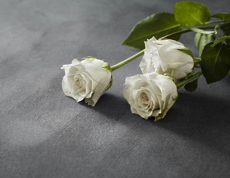 Beautiful white roses on a grey stone background. Funeral symbol with copy space