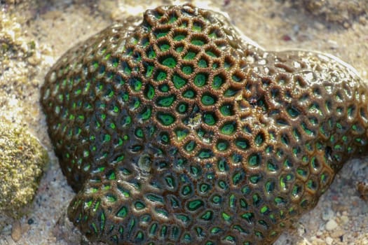 Beautiful green coral during the low tide. Hard coral reef in the sea at Lombok island.