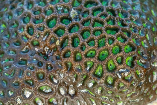 Beautiful green coral during the low tide. Hard coral reef in the sea at Lombok island.