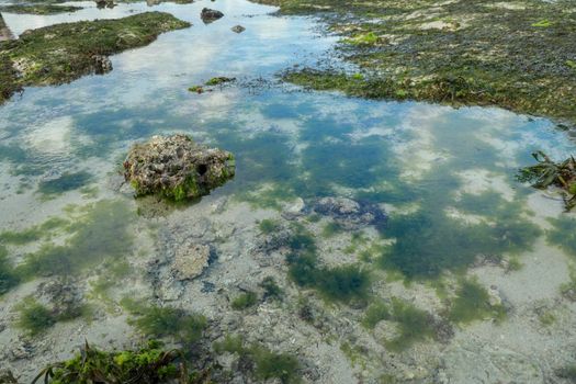 Low tide reveals algae and tide pools in the Indian Ocean. The tidepools are isolated pockets of seawater that collect in low spots along the shore during low tide.
