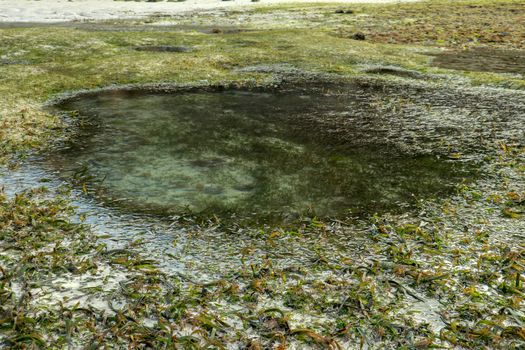 Low tide reveals algae and tide pools in the Indian Ocean. The tidepools are isolated pockets of seawater that collect in low spots along the shore during low tide.