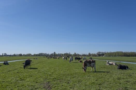 Dutch cows in a typical Dutch setting