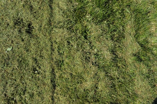field of fresh mowed green grass texture as a background, top view, horizontal