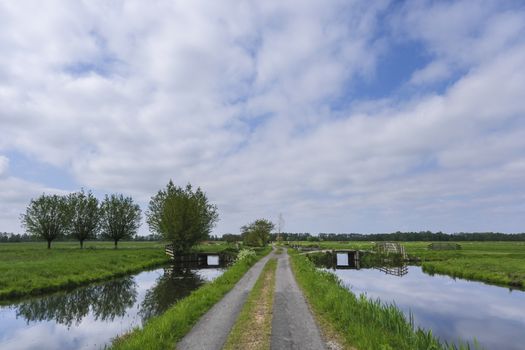 Dutch meadow panoramic landscape. Cobblestone road going through the pastures of green juicy grass. Dutch breed cows and sheep grazing. The Netherlands.