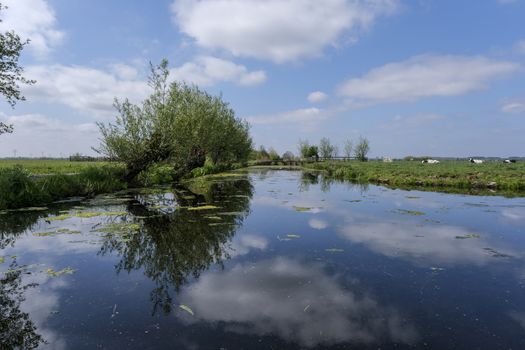 Dutch meadow panoramic landscape. Cobblestone road going through the pastures of green juicy grass. Dutch breed cows and sheep grazing. The Netherlands.