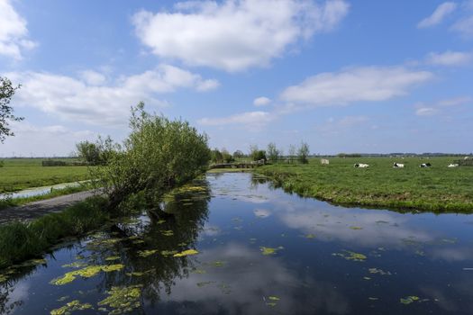 Dutch meadow panoramic landscape. Cobblestone road going through the pastures of green juicy grass. Dutch breed cows and sheep grazing. The Netherlands.