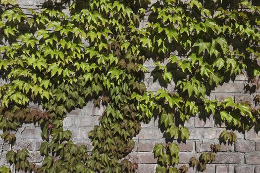 Ivy on the stone wall in the springtime
