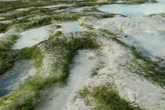 Seagrass on shoreline of the sea at low tide during sunset, Lombok, Indonesia. Lonely beach with white sand and seaweed.