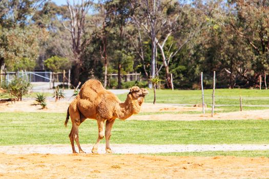 Werribee, Australia - September 29th 2014: A Camels on safari at Werribee Open Range Zoo in Melbourne, Victoria, Australia